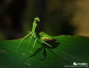 小精灵们的家园