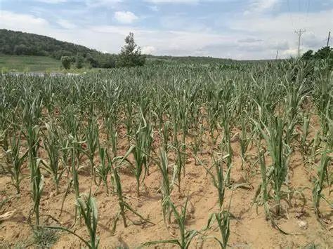 没有试验过 不知道效果如何