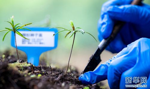 育苗时间不是堪月份， 关键要堪地温计读数