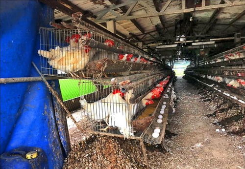 规模化养殖，环境复杂