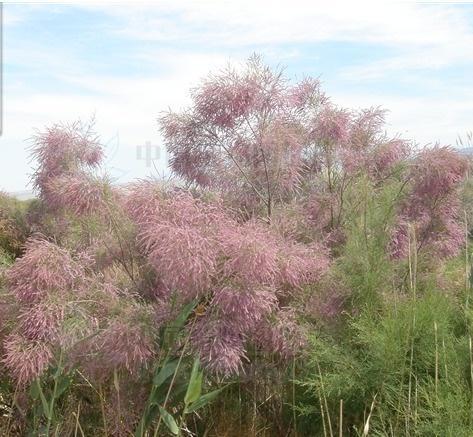 柽柳与紫穗槐：盐碱地的救星