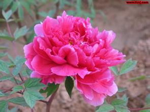春季牡丹花栽培，打造花园牡丹花海