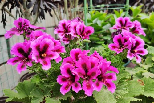 天竺葵强剪促开花，叶子多花少？一剪见花！