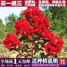 二、 紫薇种子真伪辨识：三大特征教你辨真假