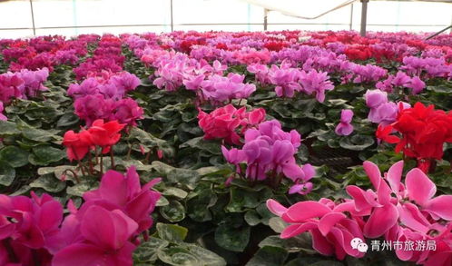 仙客来花，寓意着神秘与好运