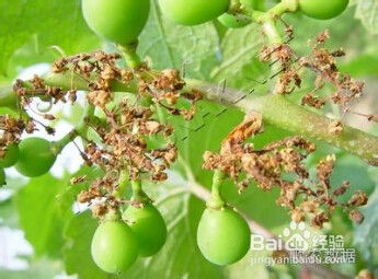 葡萄防范灰霉病应该使用什么农药？