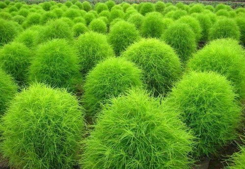 地肤种子发芽的条件