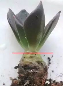 土壤问题，那可是个大问题哦