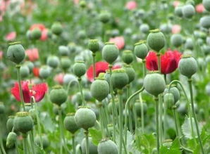 二、 新手千万别碰的3类花