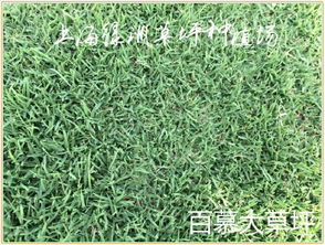 马尼拉草与百慕大草的用途差异