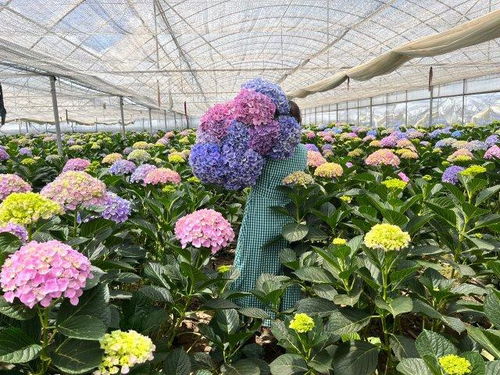 国家批准的可食用花卉品种