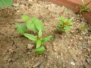 枇杷种子发芽技巧，朝上朝下大揭秘！