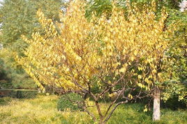 起舞的秋叶，轻语的季节