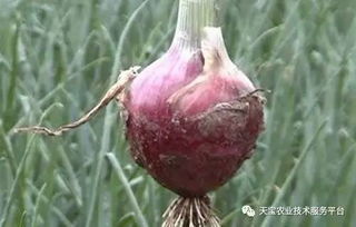 病斑初现， 淡黄色的小点