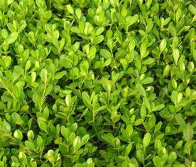 三叶草的种类多到数不清， 我这里给你说几个常见的