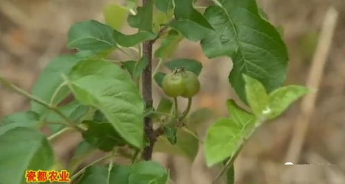 要是非要尝试（建议三思）， 按这个清单准备嫩省3天：