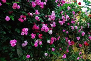 技术提升花量增， 洛神花茶香满城