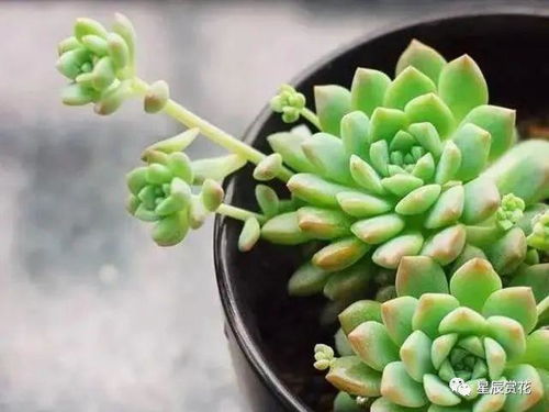 子持白莲侧芽过多，如何巧妙拆分为一对双芽