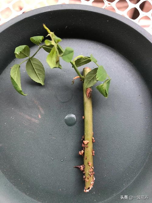 月季花在什么时间进行扦插最合适？有哪些具体扦插方法需要注意