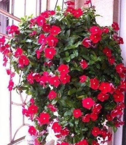 标题三：种植蔷薇的小技巧