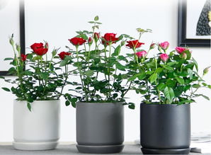 植物园里的冷知识， 木本草本各有特点