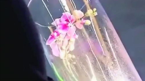 蝴蝶兰怎么养护才能使其花朵鲜艳且花期延长