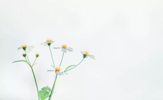 花开背叛，花谢欺骗