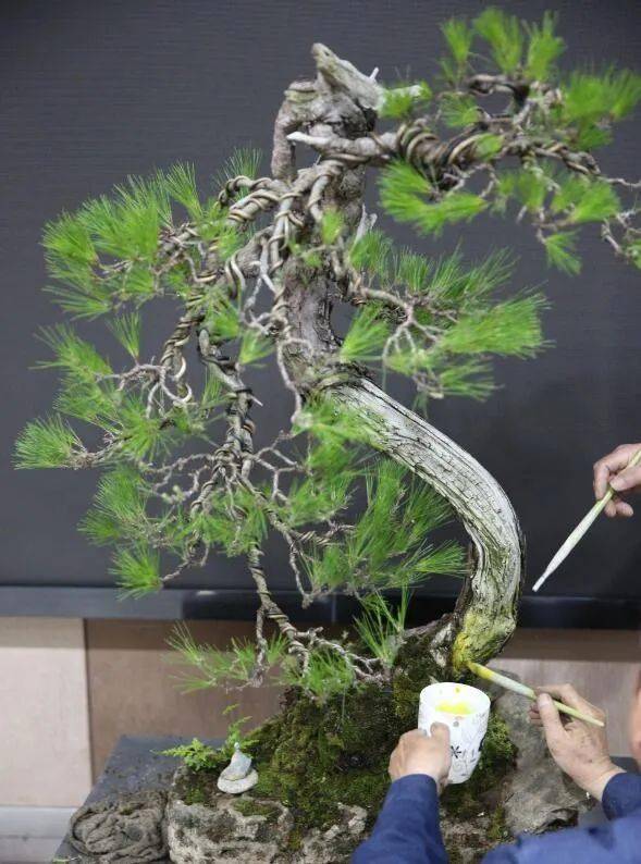 康养园艺：大自然的疗愈之手