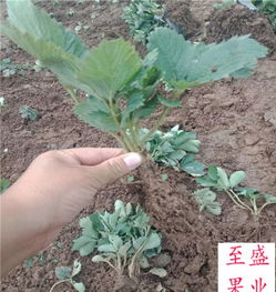 草莓苗种植时间有讲究，这个时间种最好
