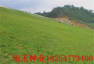 高羊茅护坡草价格而剪股颖,,果岭草等系列观赏效果好,单是价格高,适应地区有限制,所yi大面积护坡绿化,就不会选它。