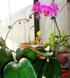 百合花谢了怎么剪？老花匠教你正确修剪方法
