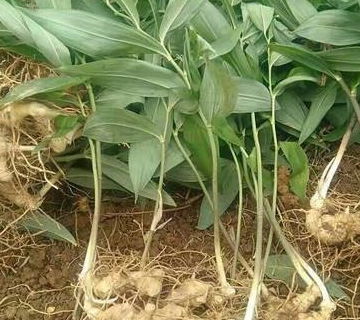 抗药性产生与白僵菌制剂