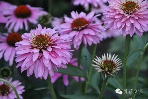 菊科花卉的种植技巧