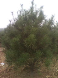 白皮松的种植与养护技巧