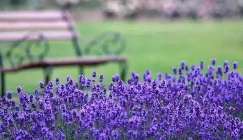 薰衣草：紫色花海，浪漫满溢