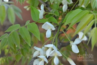 四、结香：寓意美好