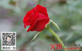 玫瑰花的其他病症怎么办？