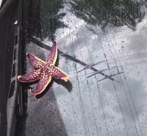 海星养殖指南：新手必看，如何高效饲养海星鱼？