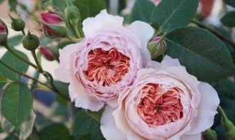 月季花专用茶水浇法，养花秘籍大公开！