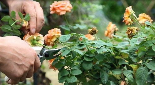 月季修剪， 小南瓜的经验分享