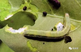 甲维盐：高效低毒， 但仍需注意