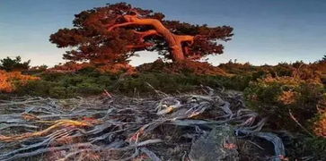 胡杨、梭梭、沙柳：防沙漠化的植物典型代表