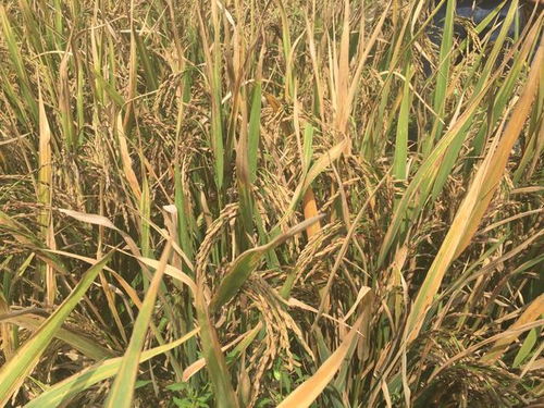 那些劝你带GPS的纯属瞎忽悠。