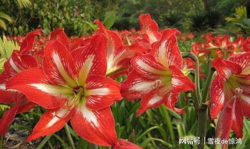 荷兰朱顶红如何授粉？拆分步骤是关键