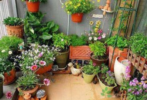 正确选择品种， 三月播种四月开花的成功率可达91%