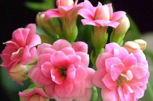 家养花卉， 净化生活