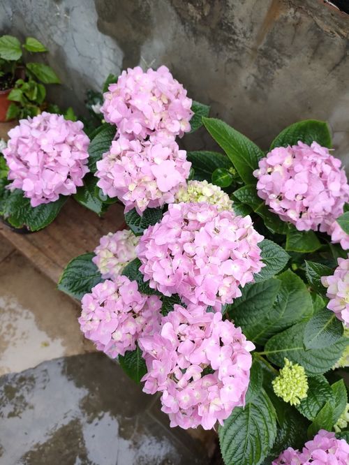 湖南花卉市场三角梅种植难题