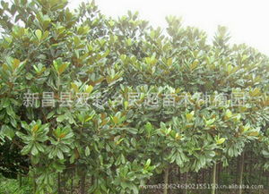 玉兰苗木网， 专注玉兰产业