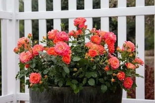 夏季的虫虫大战