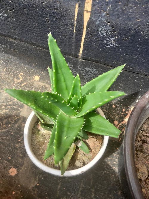 芦荟叶子烂了如何挽救
